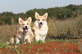 CORGI PEMBROKE 307